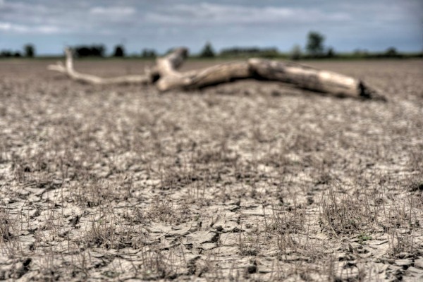 Tree trunks and "gumbo" mud left by the flood on once fertile cropland. - HDR