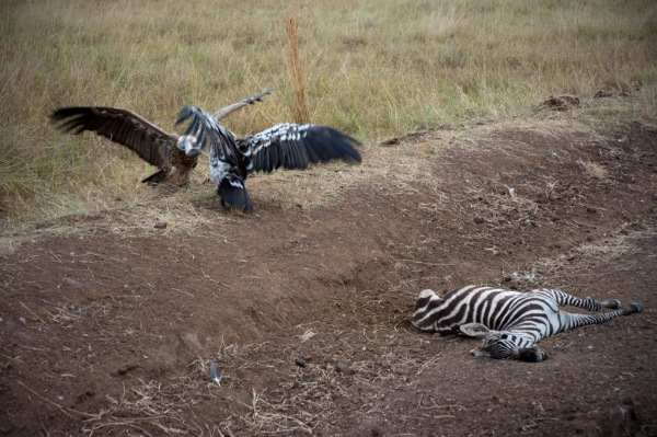 Two vultures fight over the remains of a Zebra while a dozen others circled in the sky above.